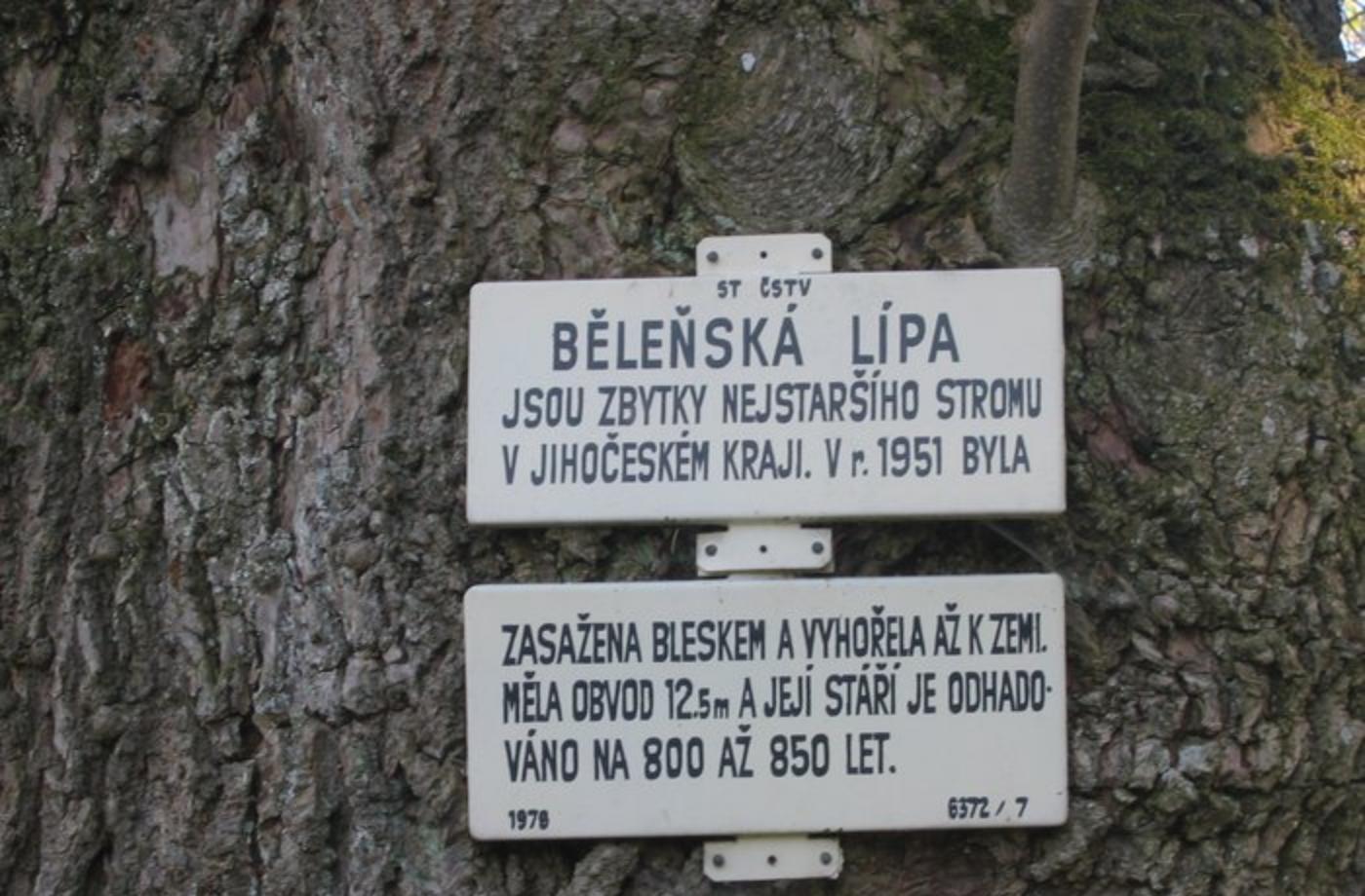 Památné stromy v ČR - Běleňská lípa