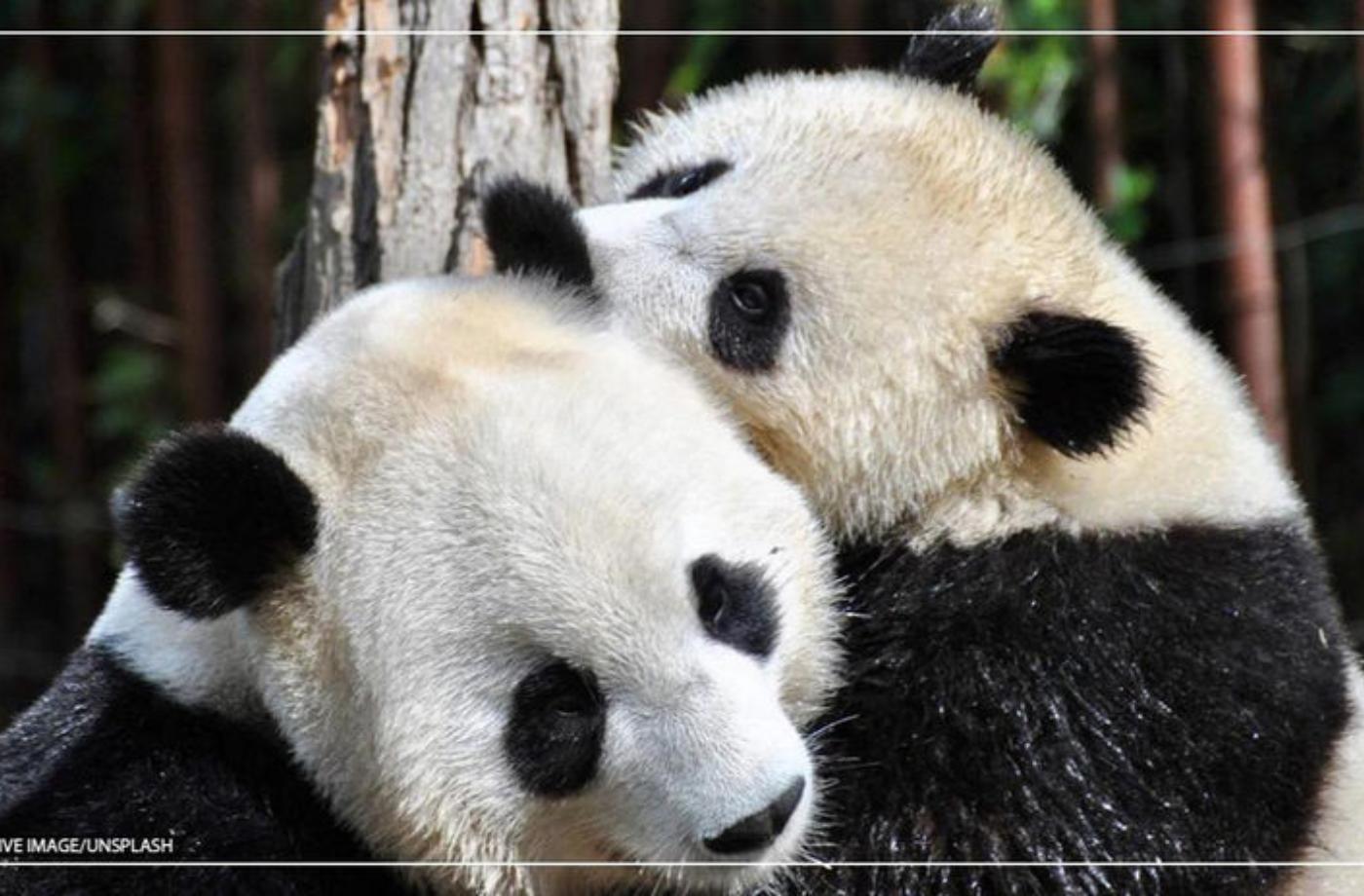 Zoo se kvůli koronaviru uzavřela a pandy se po 10 letech konečně spářily