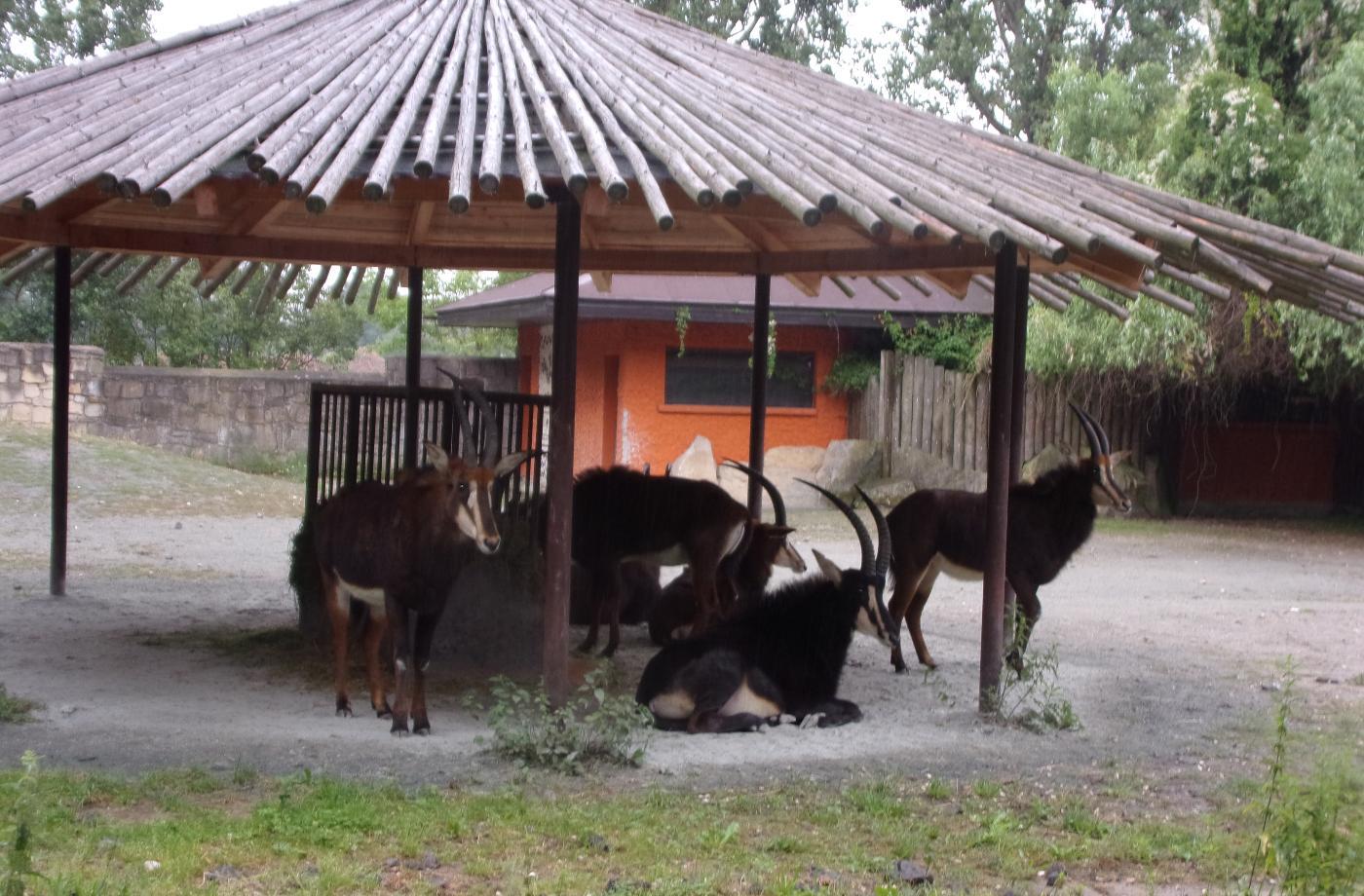 ZOO Dvůr Králové