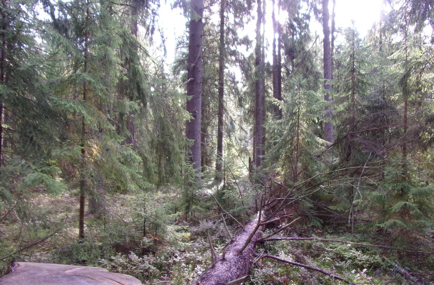 Poselství z naučné stezky Kladská.