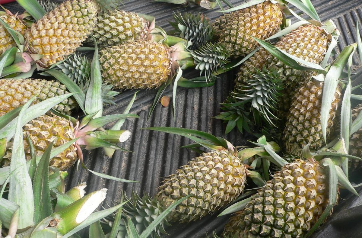 Ananas