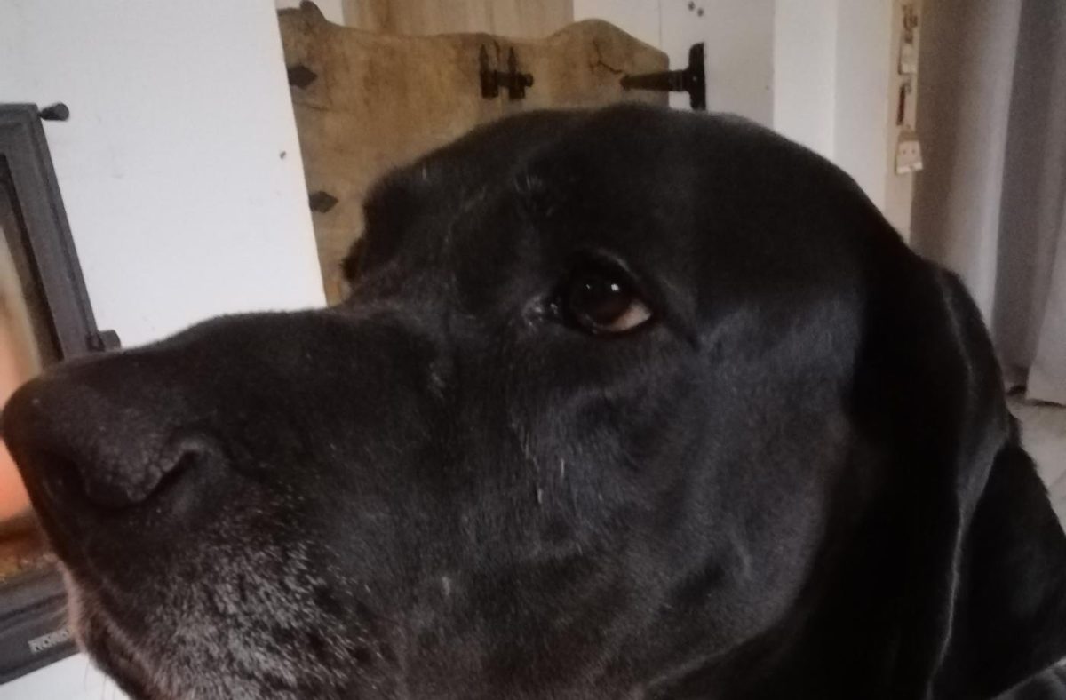 Doga, něžný obr