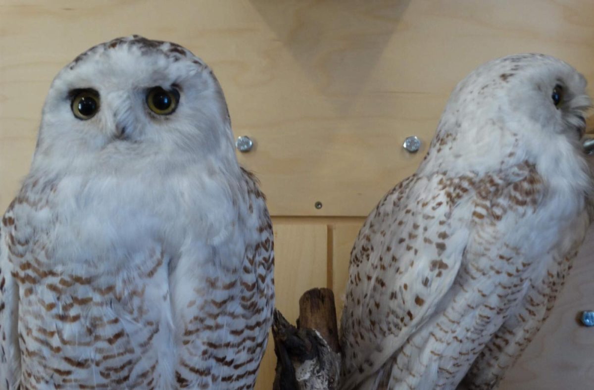 Hrad Malenovice - Zoologická expozice
