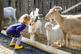 Adorable,Cute,Toddler,Girl,Feeding,Little,Goats,And,Sheeps,On