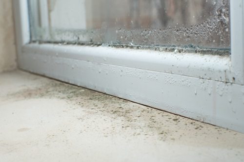 Black mold fungus growing on windowsill. Dampness problem concept. Condensation on the window.