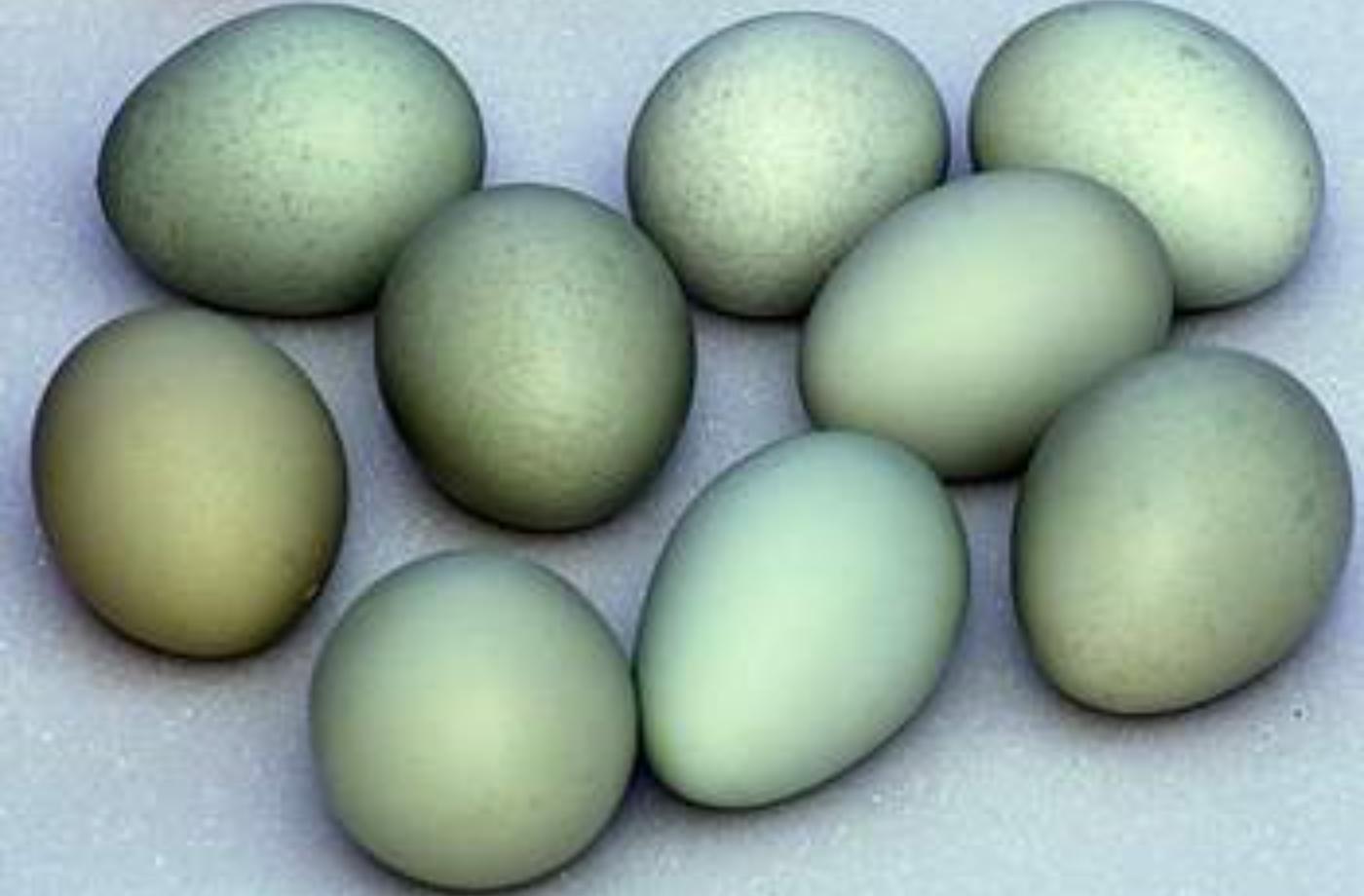 Která snáší zelená vejce?