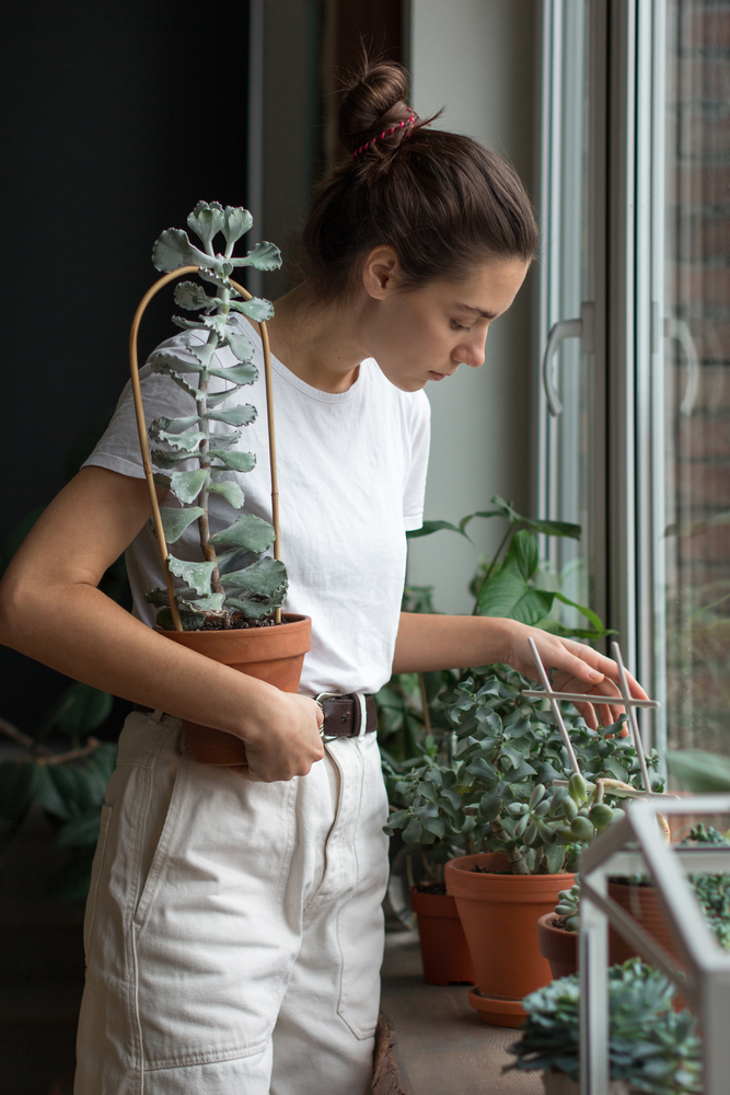 Young,Woman,Gardener,Taking,Care,Of,Green,Home,Plant,In