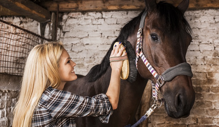 Woman brushing a horse.