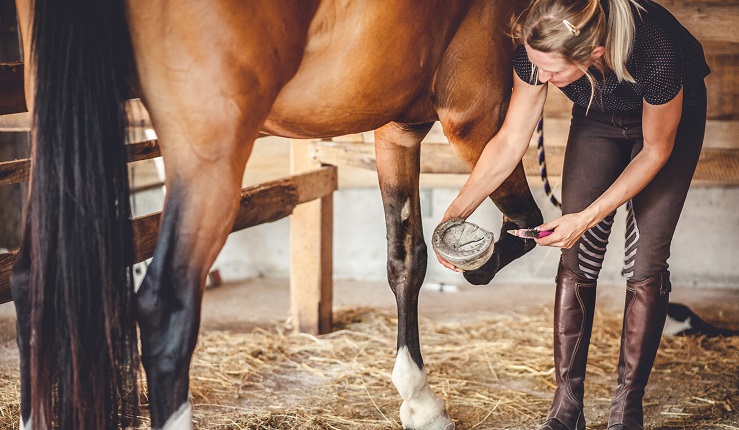 Taking Care of the Horse Hoof