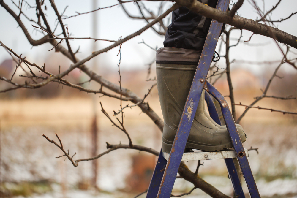 Cute,Caucasian,Woman,Gardener,Pruning,Apple,Tree,Branches,With,Pruning