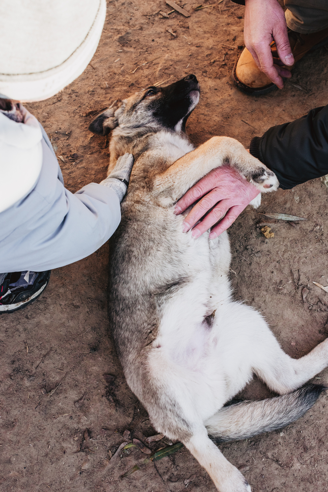 People,Are,Palming,Homeless,Dog,In,Animal,Shelter.,Looking,And