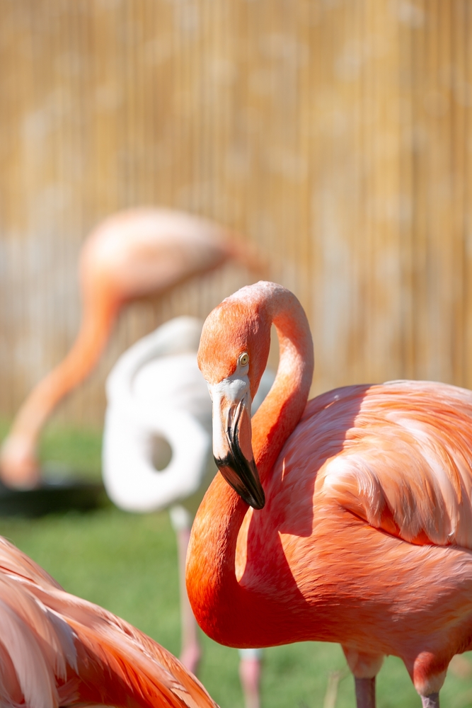 A,View,Of,A,Flamingo,Relaxing,In,The,Sunshine,,Seen