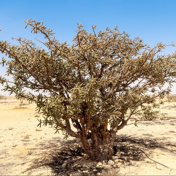 Frankincense-Tree
