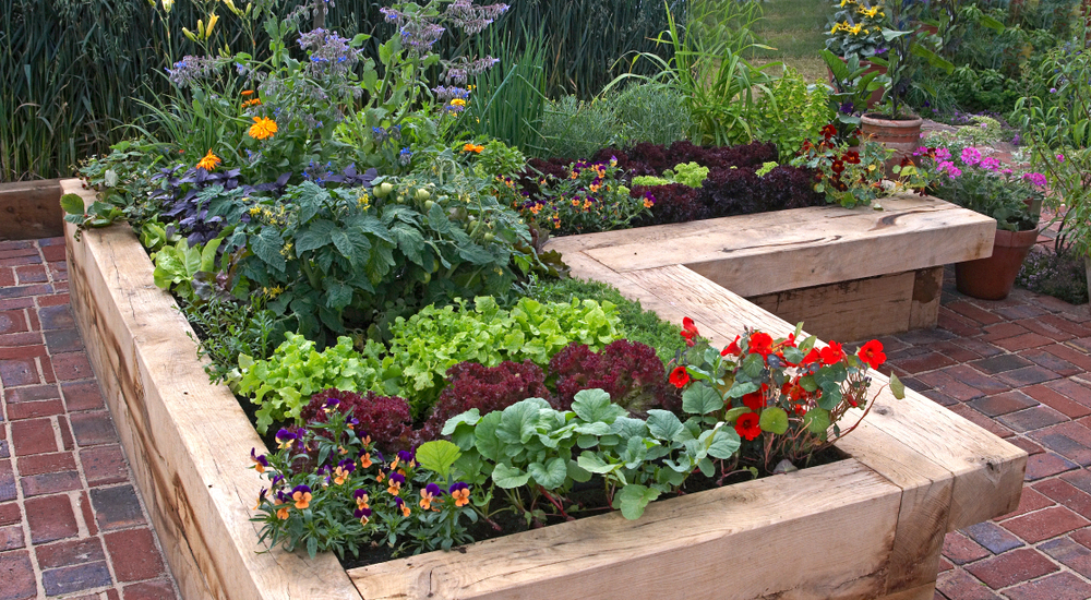 A,Modern,Well,Planned,Vegetable,Garden,With,Raised,Beds,And