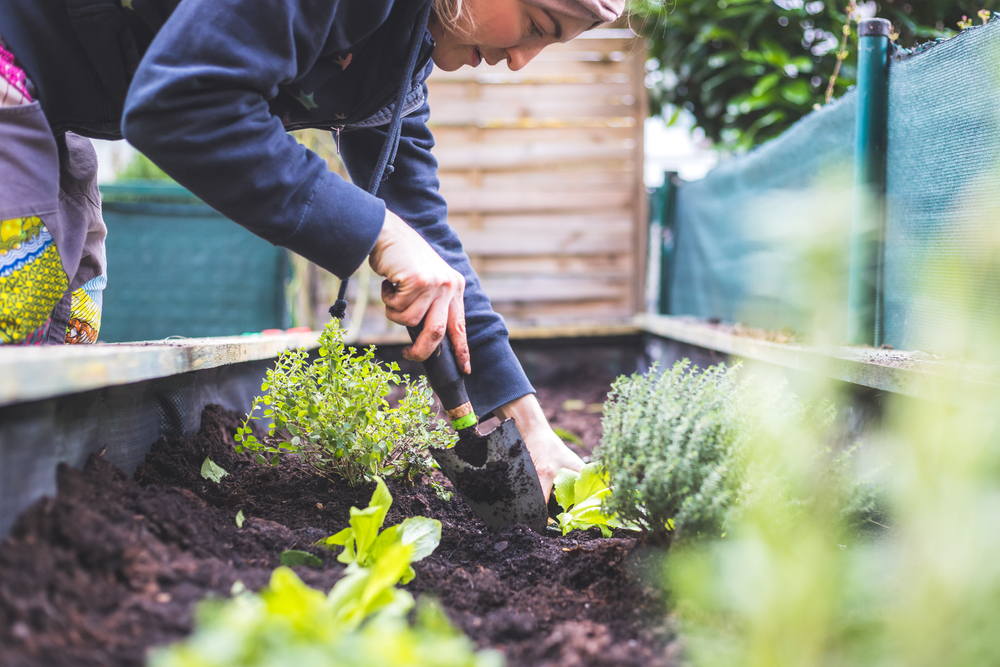 Woman,Is,Planting,Vegetables,And,Herbs,In,Raised,Bed.,Fresh