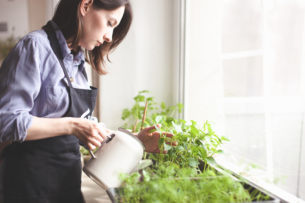 Gardening,Home.,Woman,Replanting,Green,Pasture,In,Home,Garden.indoor,Garden,room