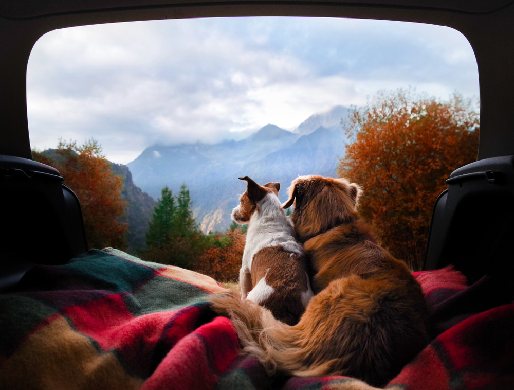 Dogs,Camping,In,The,Car.,Nova,Scotia,Duck,Tolling,Retriever