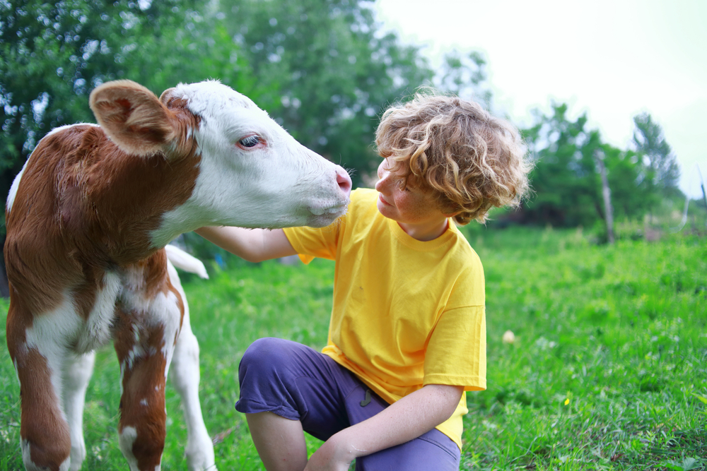 Boy,And,Calf,On,The,Field.,Kid,Teenager,And,Cow.