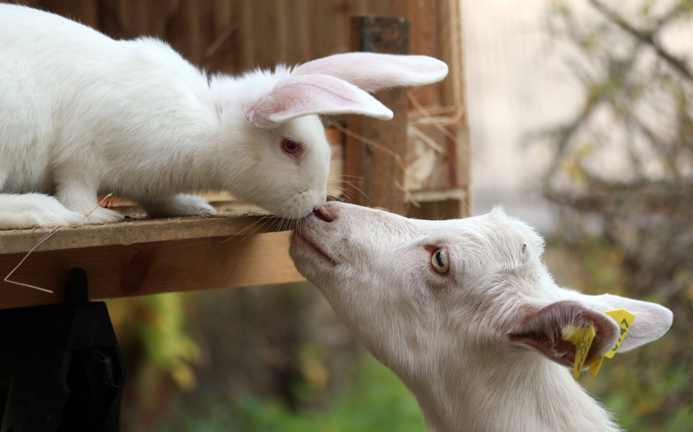 White,Bunny,Rabbit,And,Goat,Kid,Touching,Noses