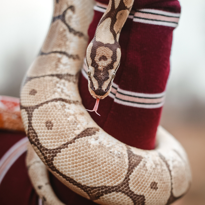 Exotic,Domestic,Animal.,Girl,With,Snake.,Snake,In,The,Hands.