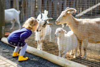 Adorable,Cute,Toddler,Girl,Feeding,Little,Goats,And,Sheeps,On