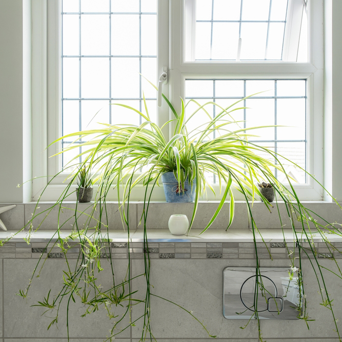 Large,Bathroom,Spider,Plant,Seen,On,A,Window,Sill.,Bathroom