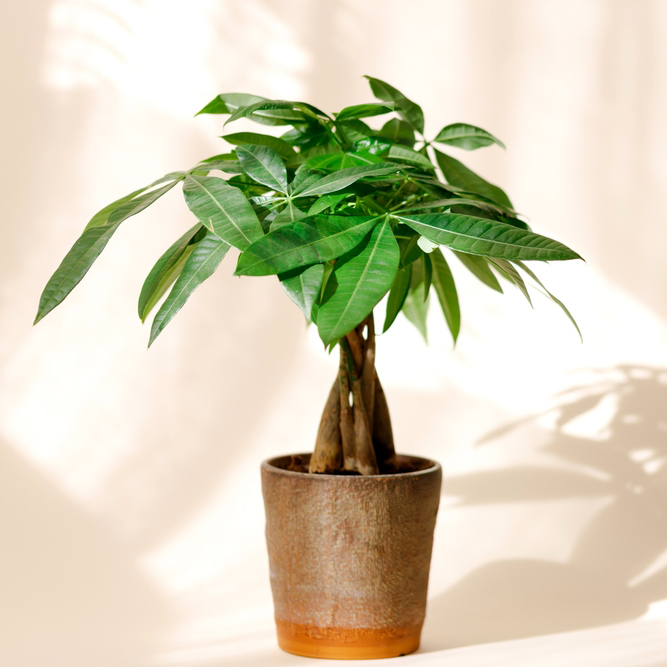 A,"money,Tree",Plant,(pachira,Aquatica).,Green,Pachira,Aquatica,Leaves