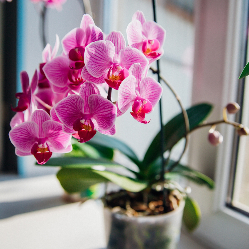 Pink,Flower,And,Leaves,Of,The,Phalaenopsis,Orchid,In,A