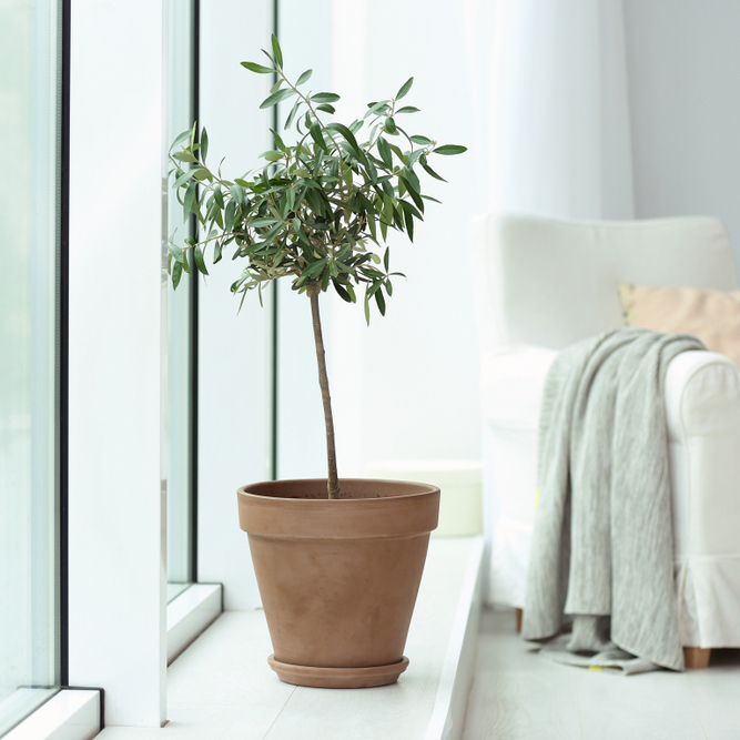 Pot,With,Olive,Tree,In,Cozy,Interior