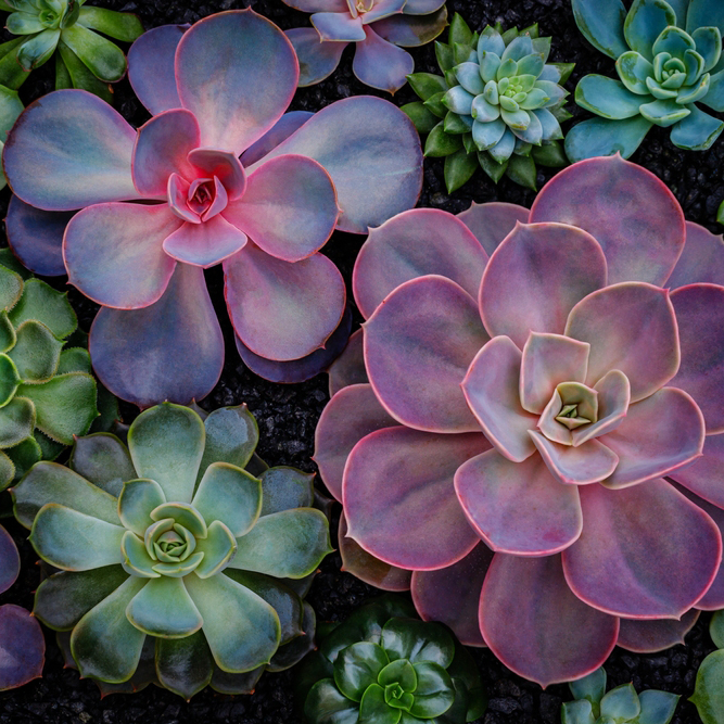 Echeveria,Succulent,Plants,On,Black,Sand,Background,,Top,View,,Closeup.