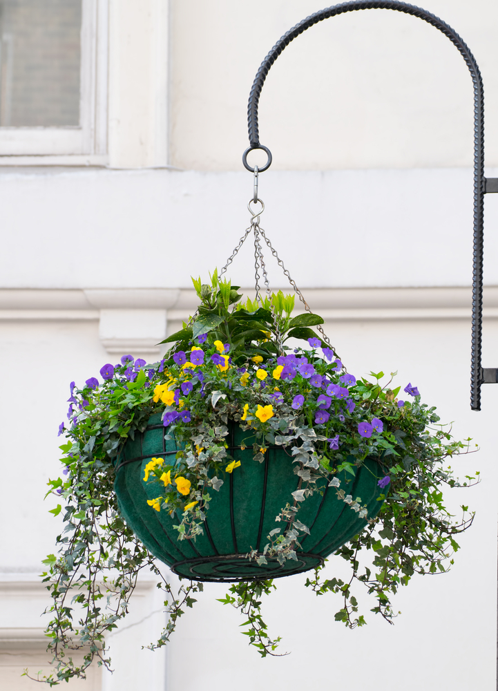 Beautiful,Hanging,Flower,Box,Under,Sunlight