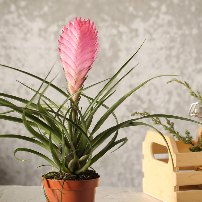 Indoor,Bromeliad,On,A,White,Background