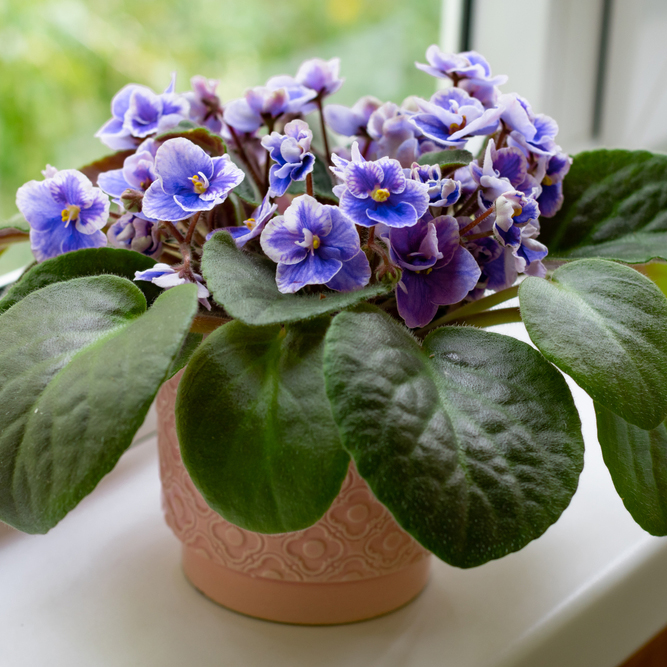 African,Violet,Flower,Saintpaulia,In,Bloom,On,Windowsill,Home.,Little