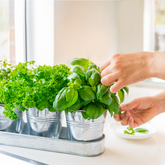 Close,Up,Woman's,Hand,Picking,Leaves,Of,Basil,Greenery.,Home