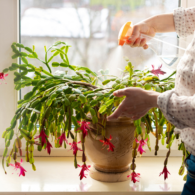 Woman,Spraying,With,Water,Green,Leaves,Of,Succulent,Thanksgiving,Cactus,