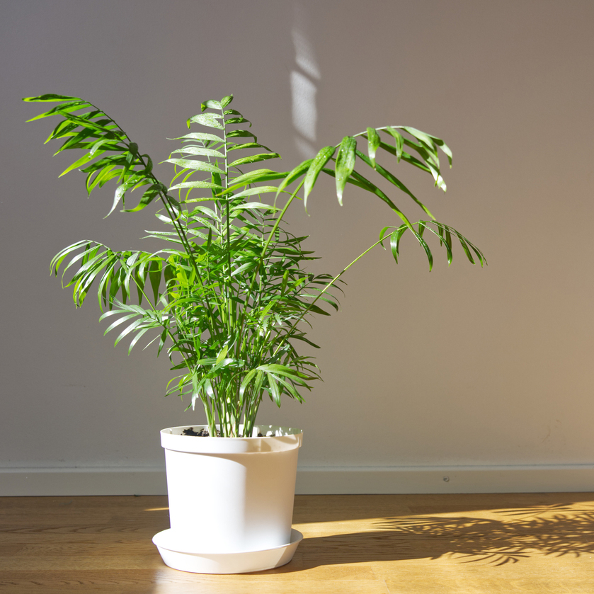 Potted,Chamaedorea,Elegans.,Parlor,Palm,With,Sunlight.,Tropical,Plant,On