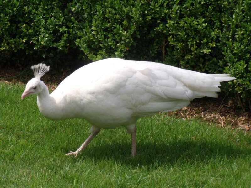 bílý páív