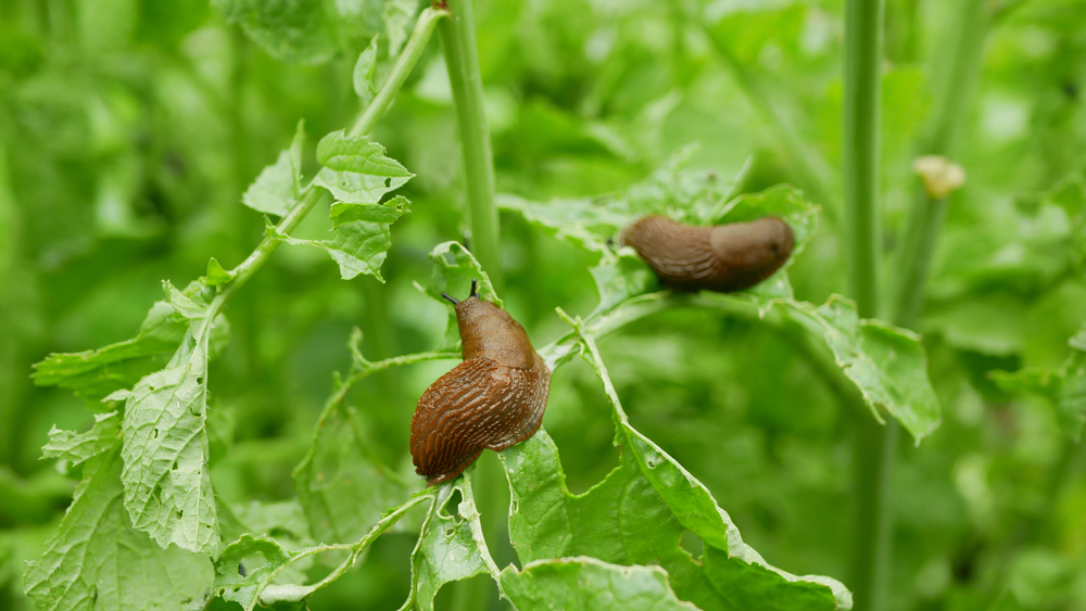 Spanish,Slug,Arion,Vulgaris,Snail,Parasitizes,On,Radish,Or,Lettuce