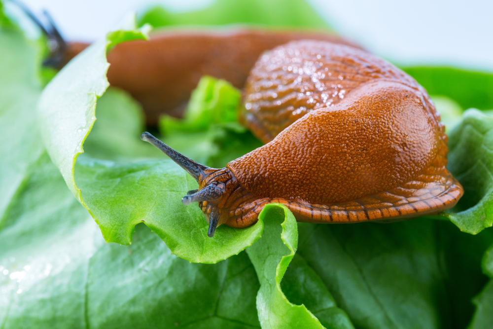 A,Slug,In,The,Garden,Eating,A,Lettuce,Leaf.,Snail