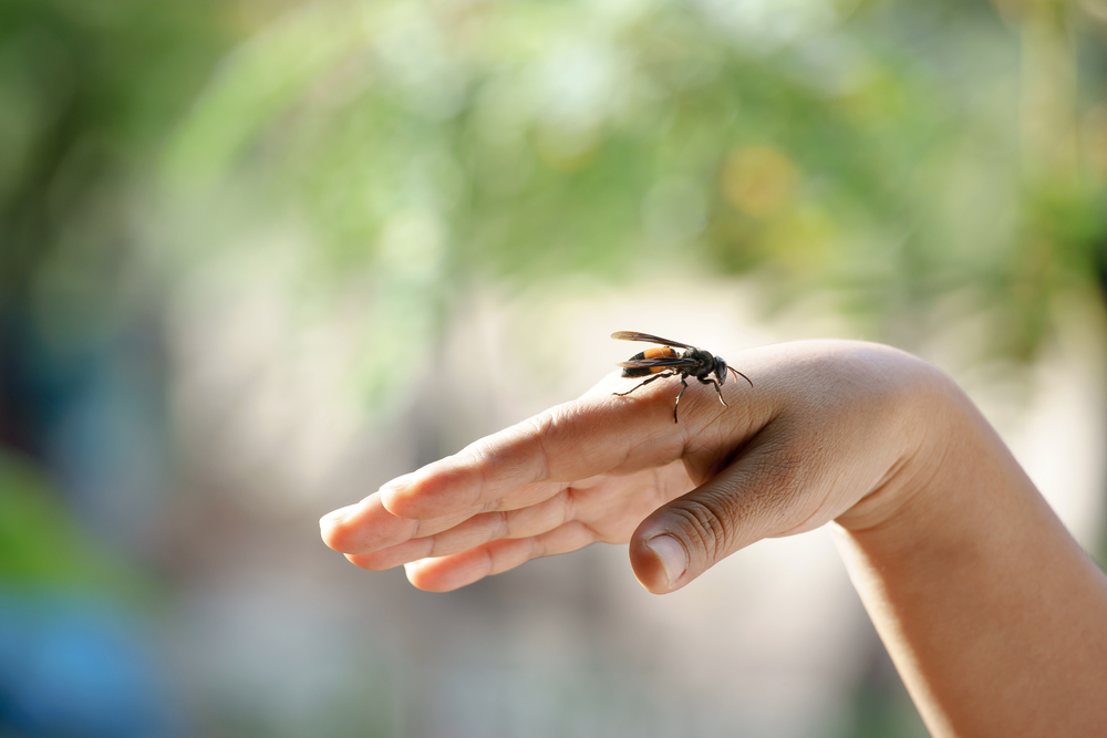 Wasp,On,Hand,With,Blurred,Background.
