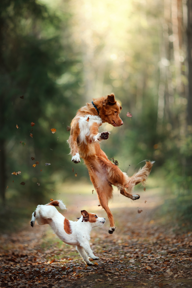 Dog,Jack,Russell,Terrier,And,Dog,Nova,Scotia,Duck,Tolling