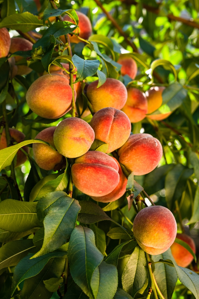 Fresh,,Ripe,Peaches,On,The,Tree.,Rich,Harvest,Of,Peaches.
