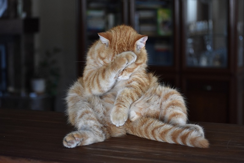 cat-3602557_1280