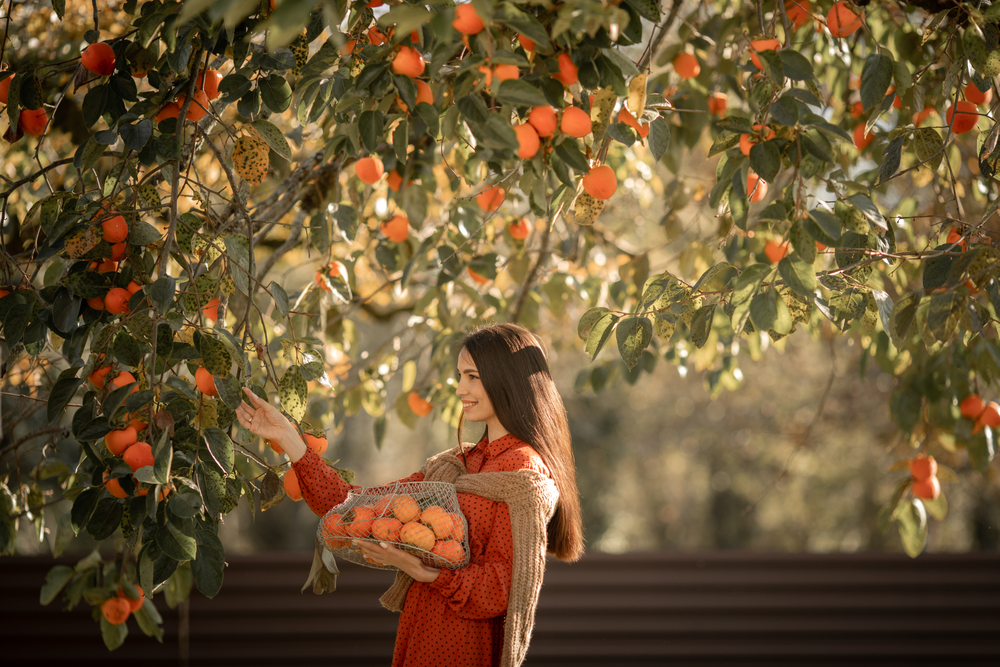 A,Woman,Harvests,Ripe,Tangerine,Trees.,Ripe,Citrus,Trees.