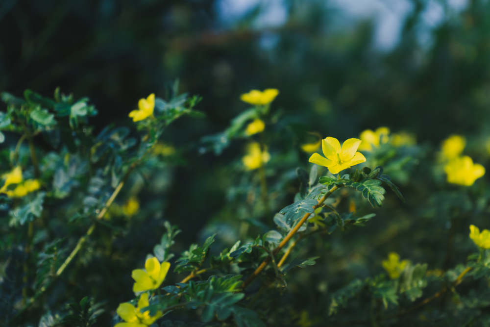 Tribest,Terrestris,In,Blue,Tones,Looks,Cool