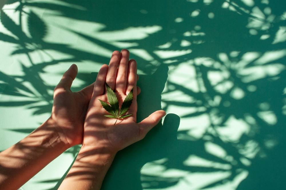 Cannabis,Leaf,In,Hands,On,A,Background,Of,Mint.,Contrasting