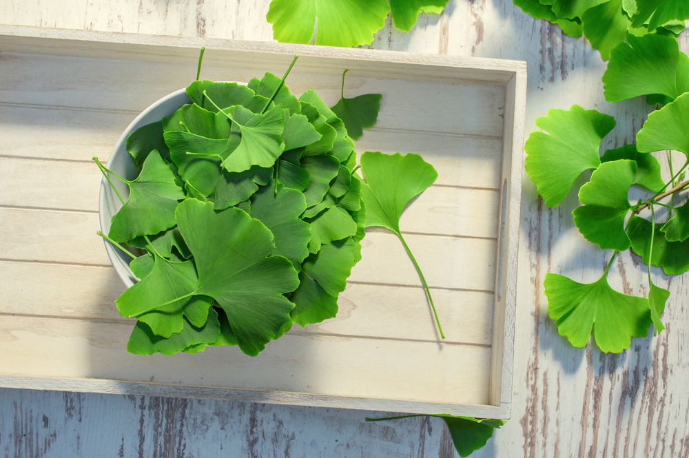 Collected,Leaves,From,Ginko,Biloba,Tree,Ready,For,Drying