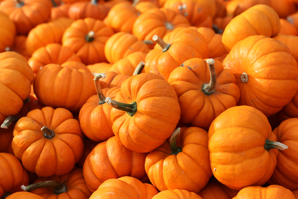 A,Lot,Of,Mini,Pumpkin,At,Outdoor,Farmers,Market