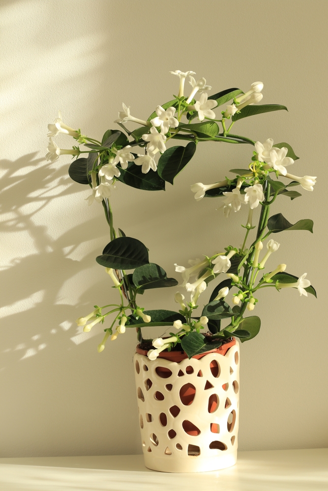 Beautiful,Delicate,White,Flowers,Indoor,Jasmine,Plant