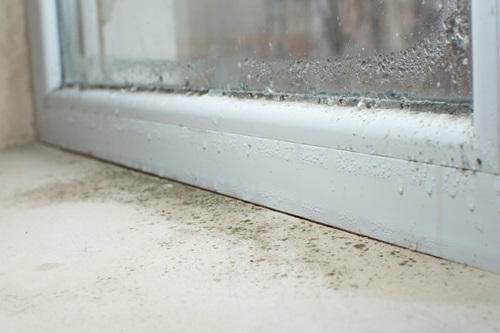 Black mold fungus growing on windowsill. Dampness problem concept. Condensation on the window.